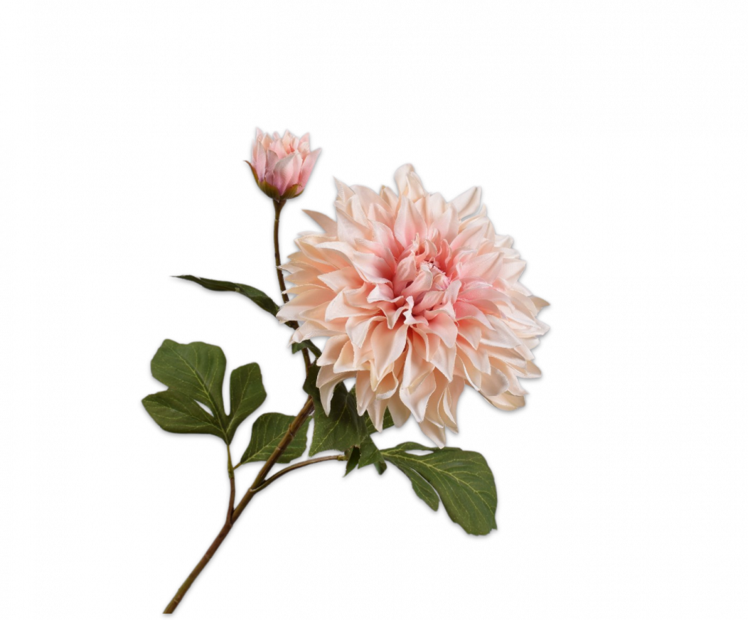 Dahlia Seidenblume