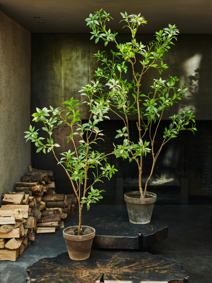 Silk-ka kleiner Baum, div. Höhen