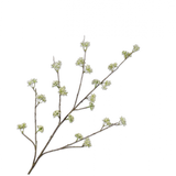 Silk-ka, Dillzweig