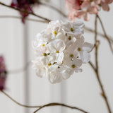 Silk-ka, Hortensie creme
