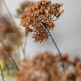 Silk-ka, Trachelium-Zweig braun