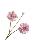 Silk-ka, Dahlie rosa