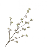 Silk-ka Dillzweig