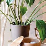 Schönbuch, Schale BOWL